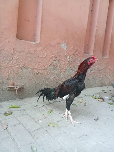 aseel pair for urgent sale