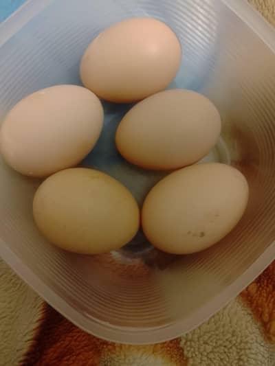 Mianwali aseel eggs for sale.
