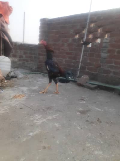 King size high quality pure aseel chicks for sale