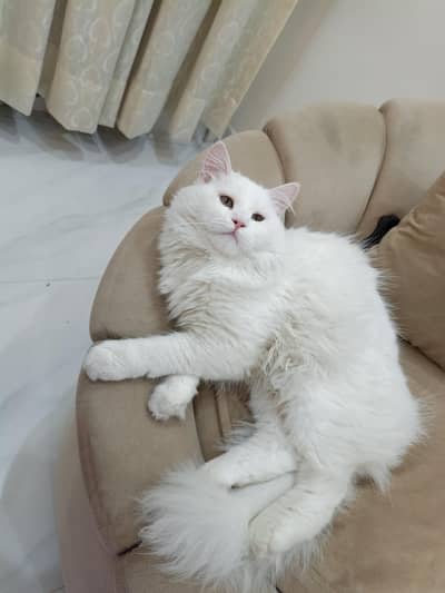 white triple coat Persian cat