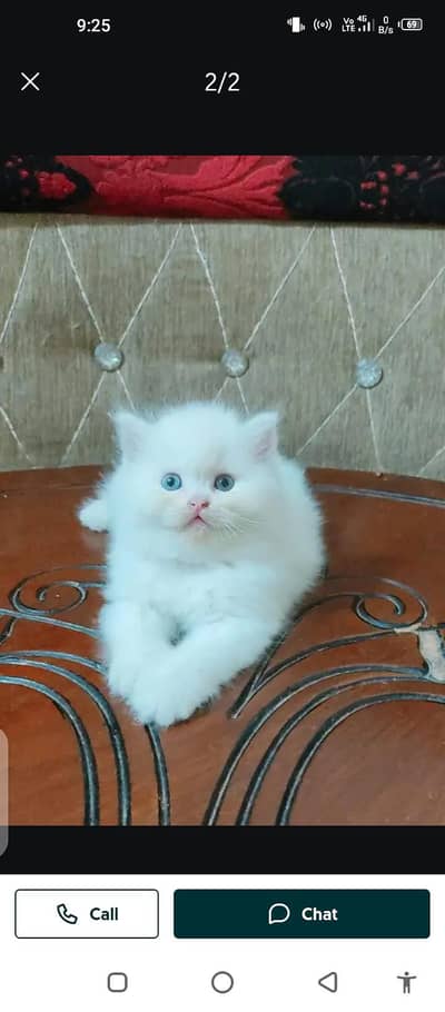 Persian cat for sale male or female my WhatsApp 03214376841