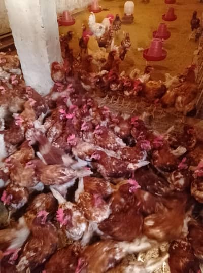 Lohman Brown | German Breed lohman | eggs laying hens