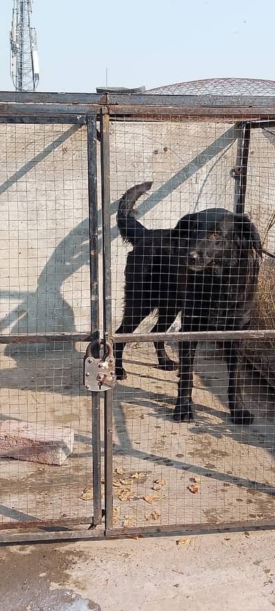 Rottweiler and Lab | For sale