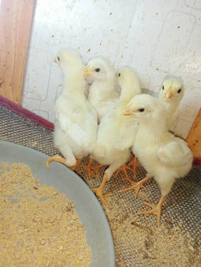 For sale shamo chicks
