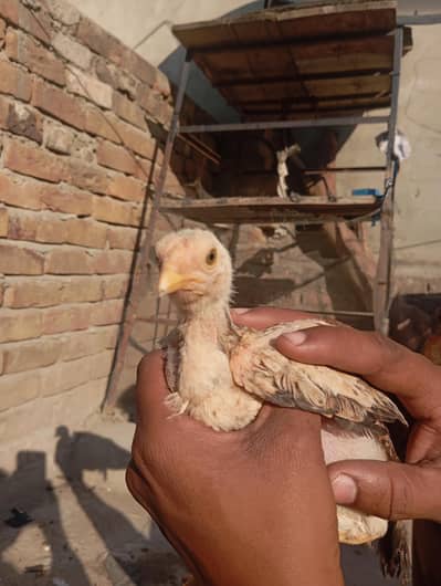 Aseel Chicks Active & Healthy birds