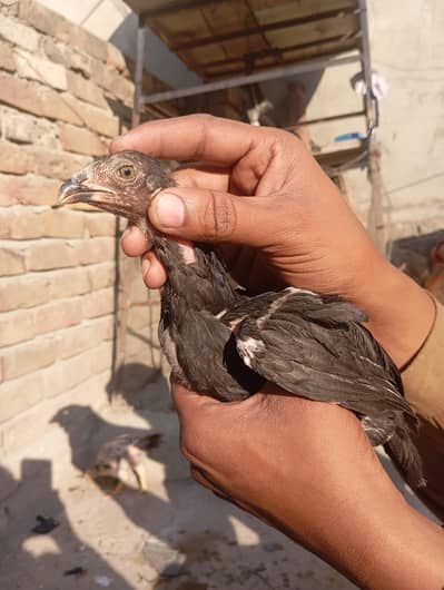 Aseel Chicks Active & Healthy birds