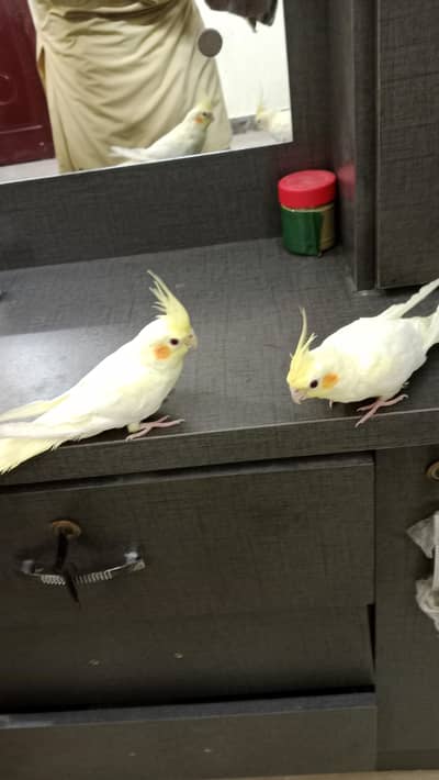 Hand tame cream cocktail ka pair hai