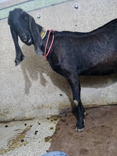 Beetal goat for sale