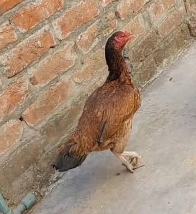 Aseel breeder murga for sale