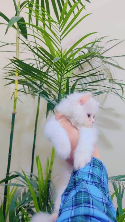 Persian Kitten | Punch Face | Kitten | Tripple Coated | Cats For Sale