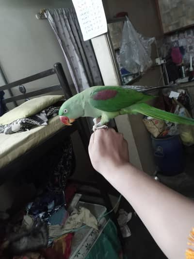 Raw Parrot