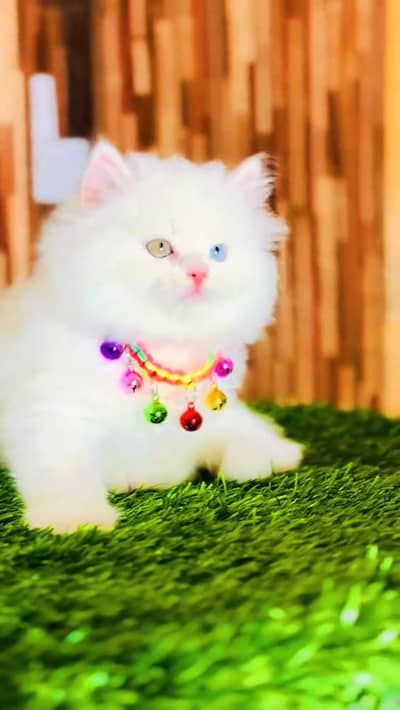 cat beautiful information my WhatsApp 0323=========3415==========963