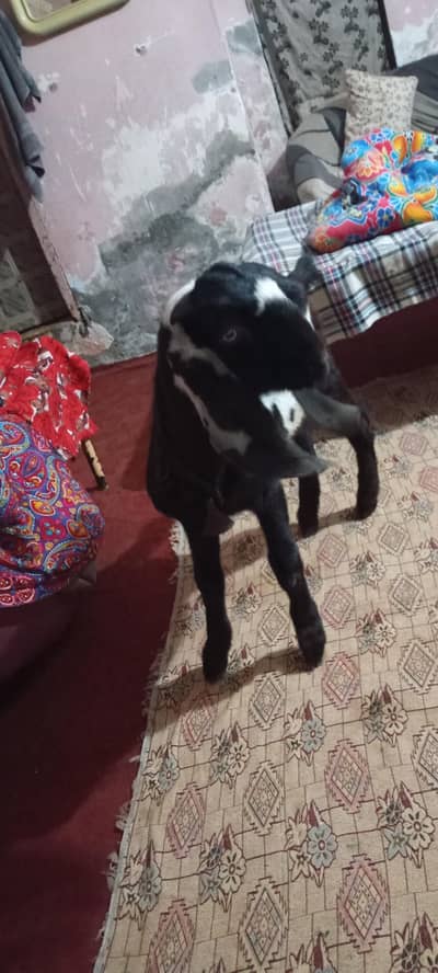 ambrsarii beetal male age 7 month