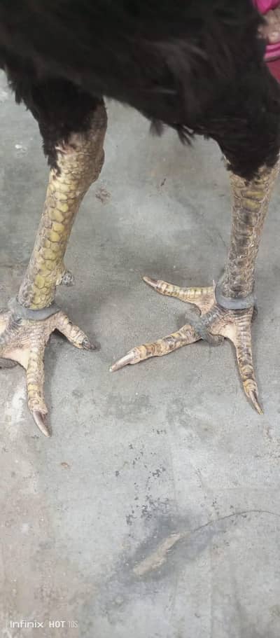 long hire Thai krice