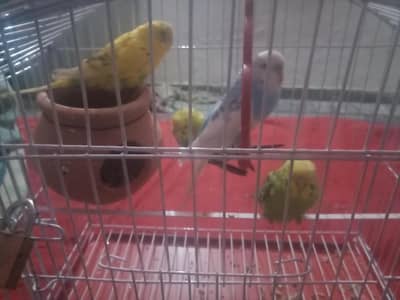 budgie 2 pair