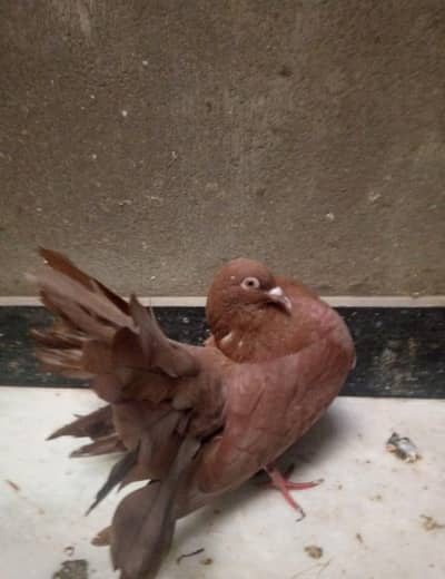 Brown English Fantail Male