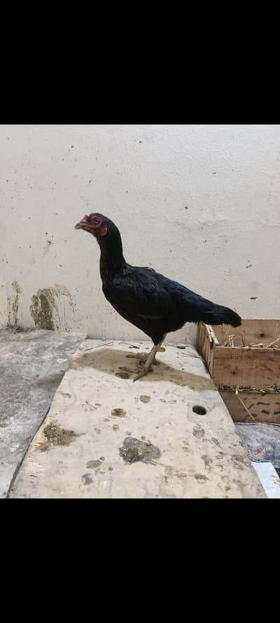 Aseel Hen/Desi Murga