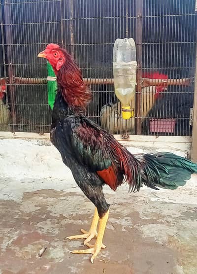 Pure Mianwali Old Blood Line Patha.