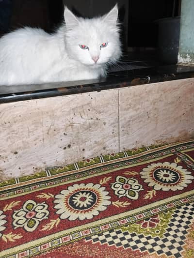 Persian female cat blue ayes very played with home person