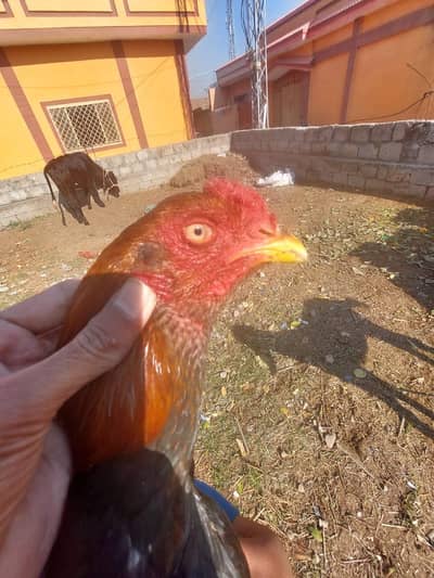 Aseel patha for sale