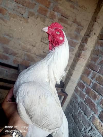 white quality one eye breader