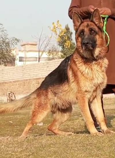 German shepherd Dubal cout mail 12 mahnt for sale active and healthy
