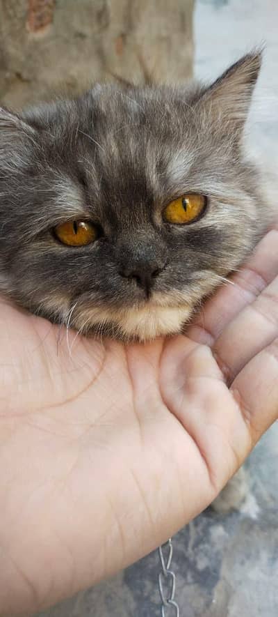 Female cat. 03098017597 Price. 15000 .  Address. Nashtabad road FSD