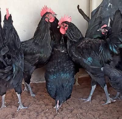 Australorp Males & Females | A+ Grade hens