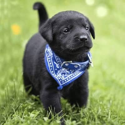 Labrador puppies pure breed healthy gift quality dogs