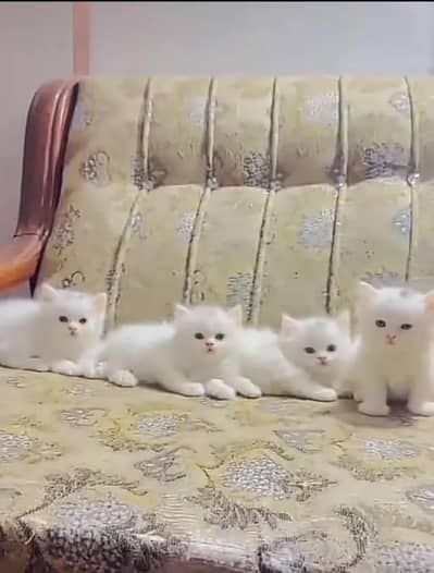 kitten.  price par kitten