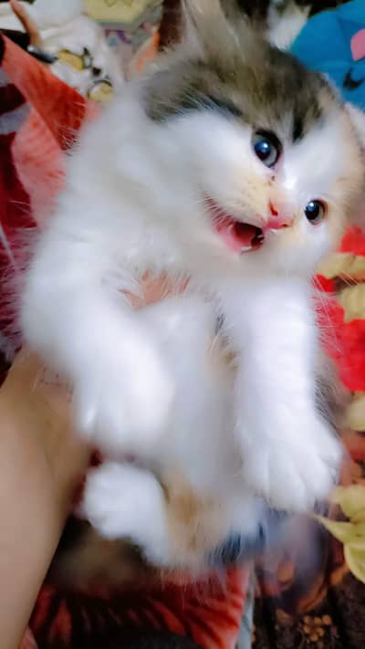 Persian kitten| triple coated |Fluffy Kitten | calico | semi punch|