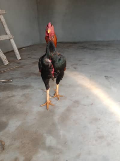 Aseel murga for sale