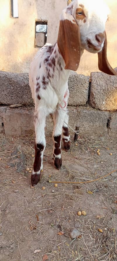 Goat with kid/bakri or bakroti(2m)