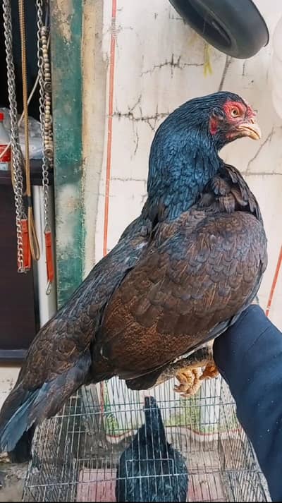 Miawali  Zero size Madi