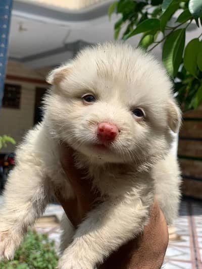 Russian puppy / Russian pink nose puppies / Russian feamle , male dog