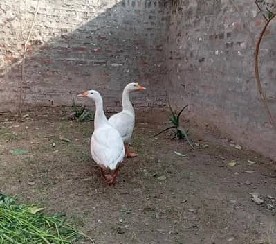 long neck ducks breeders