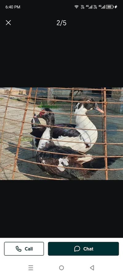 Muscovy ducks breeders exchange with small Desi ducks