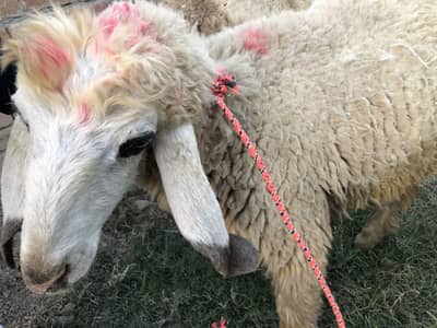 Chatra full active and healthy