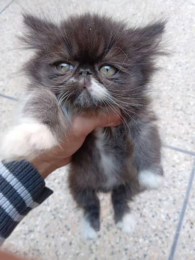peke,peki,piki persian cat