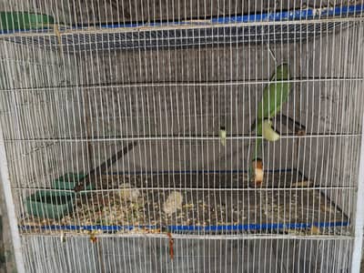 Ring neck talking female