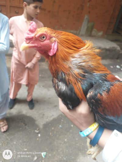 urgent sale hai jis ko chaiye rabta kare 34826/74///0/74