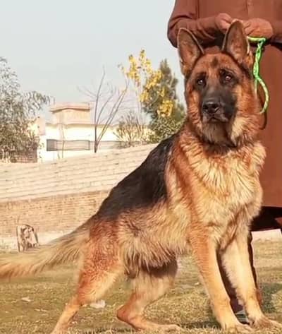 German Shepherd mail available for sale active and healthy full band