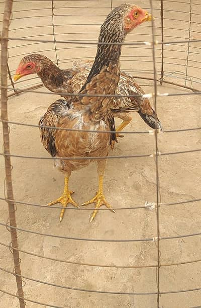 Aseel 1 male 2 female