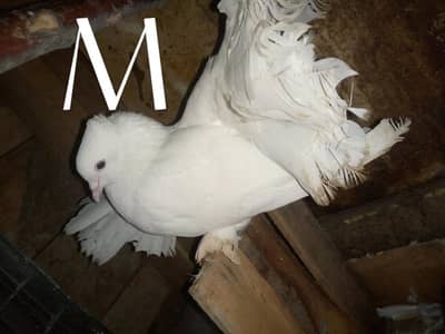 fantail pair available for sale