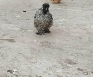 Two egg-laying silkie hens