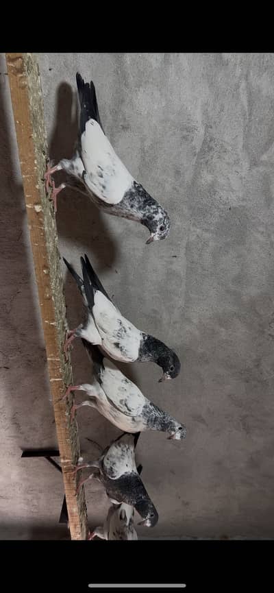 High Quality Resulted Pair or Bacha for Sell