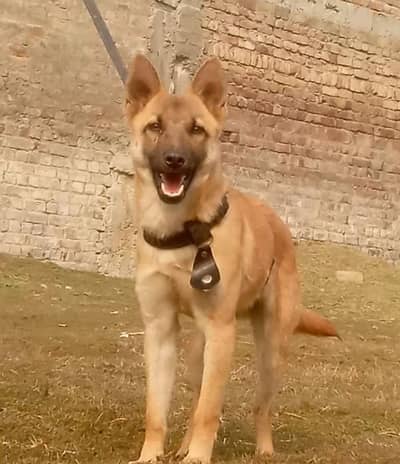 Alsatian bagiyadi full security dog female available for sale