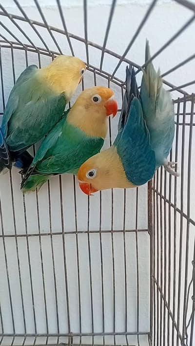 LoveBirds Quality Bounded Pair