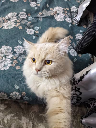 Persian male cat