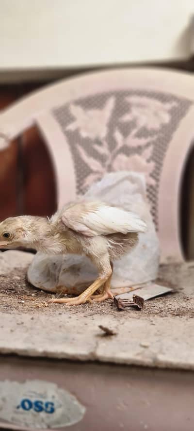 paper white Heera aseel